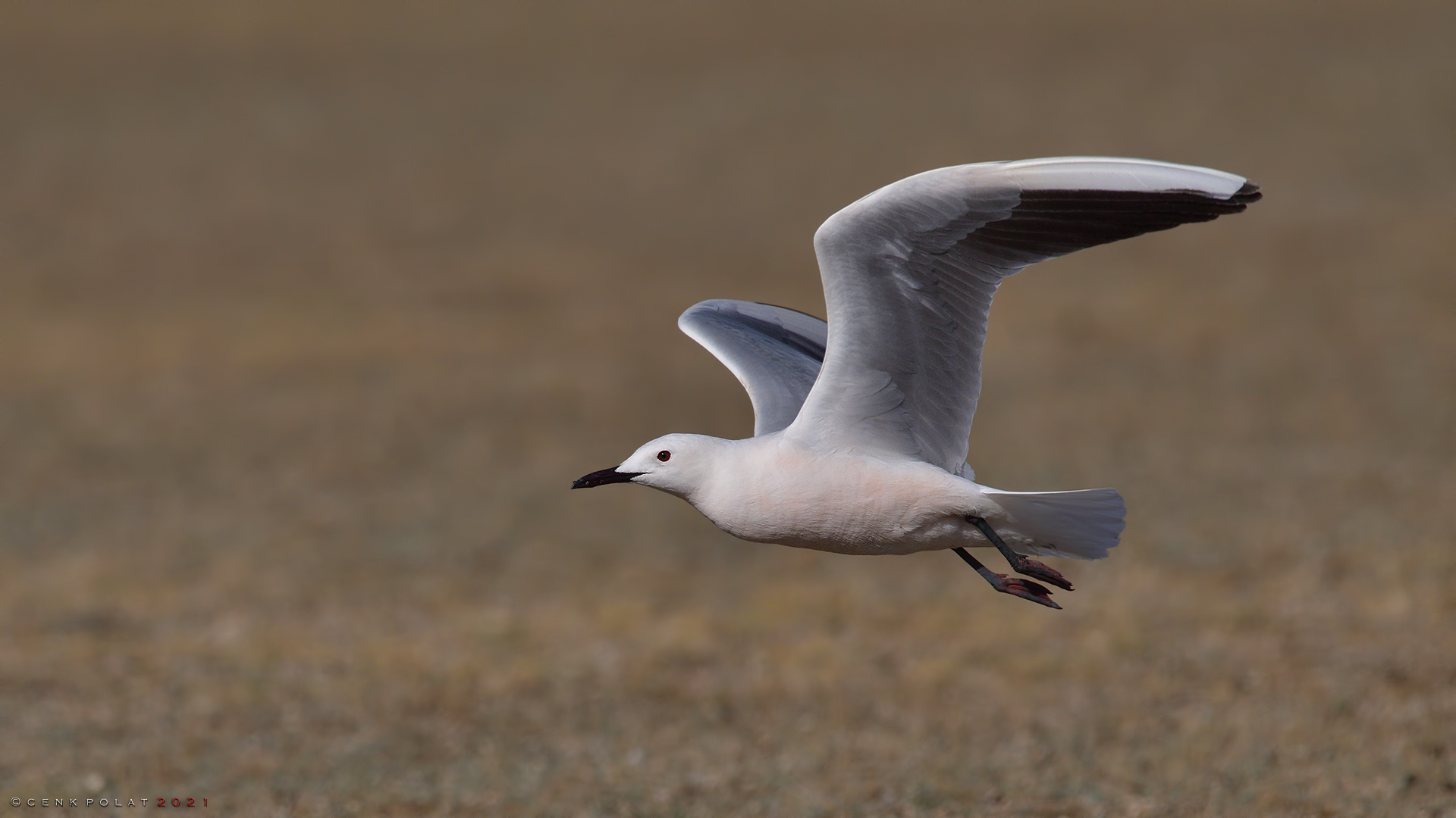 Slender-billed Gull